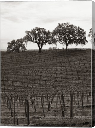 Framed Paso Robles Toned Print