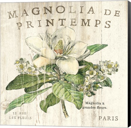 Framed Magnolia de Printemps Print