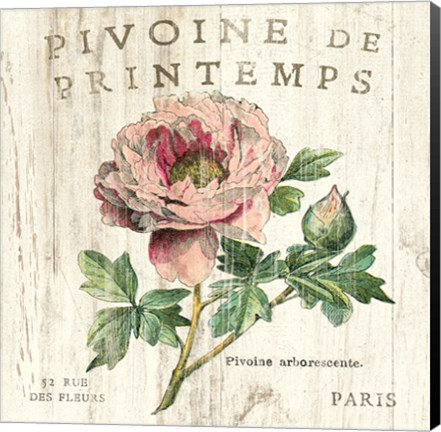 Framed Pivoine de Printemps Print