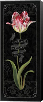 Framed Tulipa Botanica III Print