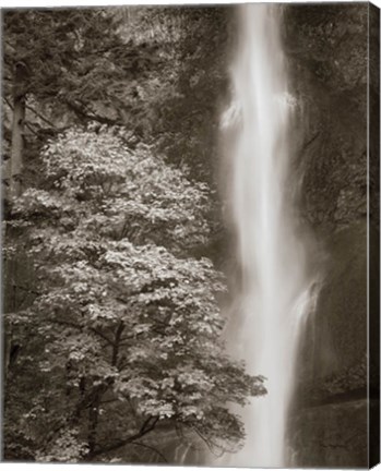 Framed Multnomah Falls Print