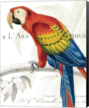 Framed Parrot Botanique II Print