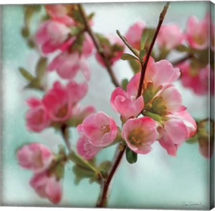 Framed Quince Blossoms II Print