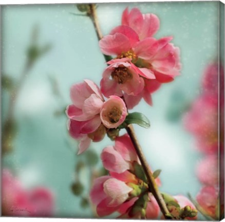 Framed Quince Blossoms III Print