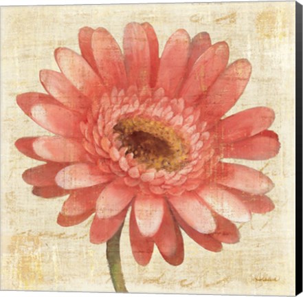 Framed Blushing Gerbera on Cream Print