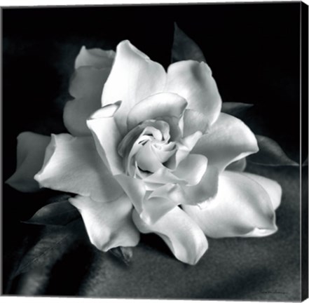 Framed Gardenia Print