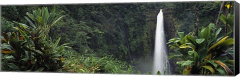Framed Akaka Falls State Park, Hawaii, USA Print