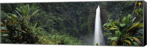 Framed Akaka Falls State Park, Hawaii, USA Print