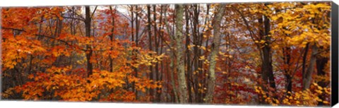 Framed Autumn trees in Great Smoky Mountains National Park, North Carolina, USA Print