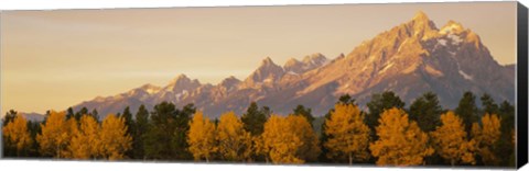 Framed Aspen trees on a mountainside, Grand Teton, Teton Range, Grand Teton National Park, Wyoming, USA Print