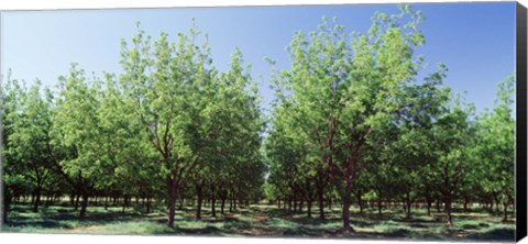 Framed USA, New Mexico, Tularosa, pecan trees Print