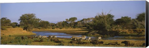 Framed Grevy&#39;s zebra and African buffalo&#39;s grazing on a landscape, Samburu, Kenya Print