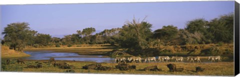 Framed Herd of Zebra (Equus grevyi) and African Buffalo (Syncerus caffer) in a field, Uaso Nyrio River, Samburu, Kenya Print