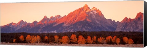 Framed Aspens, Teton Range, Grand Teton National Park, Wyoming, USA Print