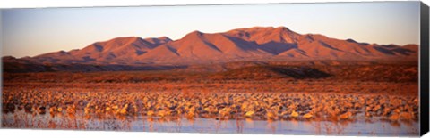 Framed Sandhill Crane, Bosque Del Apache, New Mexico, USA Print