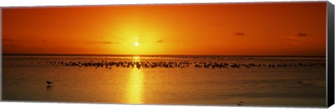 Framed Flock of seagulls on the beach at sunset, South Padre Island, Texas, USA Print