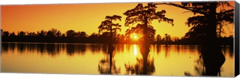 Framed Cypress trees at sunset, Horseshoe Lake Conservation Area, Alexander County, Illinois, USA Print