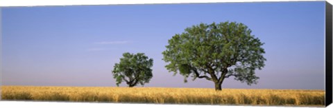 Framed Two almond trees in wheat field, Plateau De Valensole, France Print