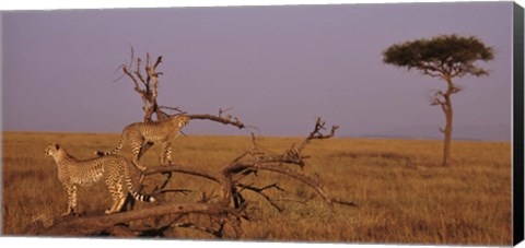 Framed View of two Cheetahs in the wild, Africa Print