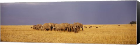 Framed Elephants of Masai Mara National Reserve, Kenya Print