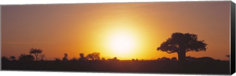 Framed Sunset, Tarangire, Tanzania, Africa Print