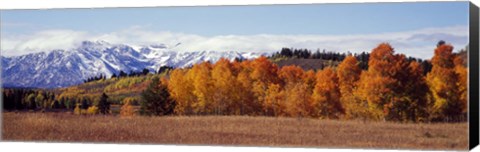 Framed Autumn Grand Teton National Park WY Print