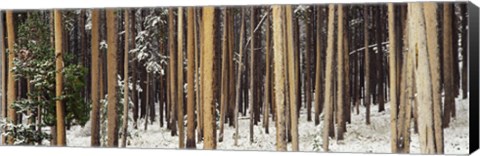 Framed Lodgepole Pines and Snow Grand Teton National Park WY Print