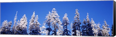 Framed Snow Covered Pine Trees, Oregon Print