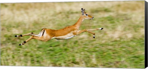 Framed Springbok leaping in a field Print