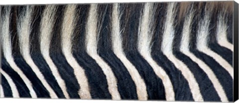 Framed Close-up of a Greveys zebra stripes and mane Print