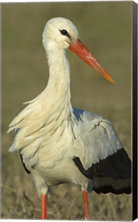 Framed Close-up of an European white stork, Ngorongoro Conservation Area, Arusha Region, Tanzania (Ciconia ciconia) Print