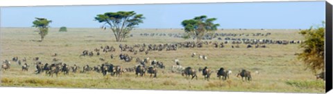 Framed Herd of wildebeest and zebras in a field, Ngorongoro Conservation Area, Arusha Region, Tanzania Print