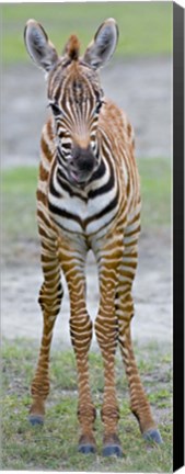 Framed Young zebra, Ngorongoro Conservation Area, Arusha Region, Tanzania Print