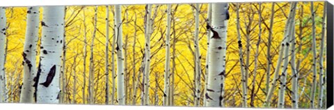 Framed Aspen trees in a forest Print