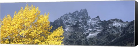 Framed Aspen tree with mountains in background, Mt Teewinot, Grand Teton National Park, Wyoming, USA Print