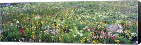 Framed High angle view of wildflowers in a national park, Grand Teton National Park, Wyoming, USA Print