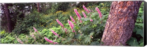 Framed Hollyhock (Alcea rosea) flowers in a national park, Grand Teton National Park, Wyoming, USA Print