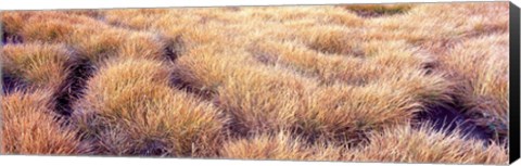 Framed Dry grass in a national park, South Fork Cascade Canyon, Grand Teton National Park, Wyoming, USA Print