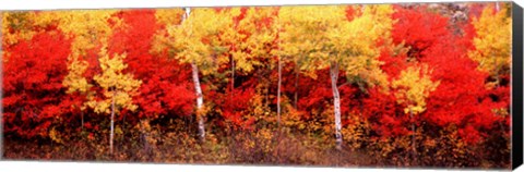 Framed Aspen and Black Hawthorn trees in a forest, Grand Teton National Park, Wyoming Print