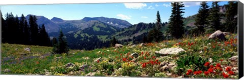 Framed Wildflowers in a field, Rendezvous Mountain, Teton Range, Grand Teton National Park, Wyoming, USA Print