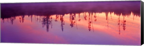 Framed Reflection of plants in a lake at sunrise, Taggart Lake, Grand Teton National Park, Wyoming, USA Print