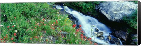 Framed Wildflowers near a stream, Grand Teton National Park, Wyoming, USA Print