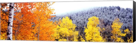 Framed Aspen trees in a forest, Blacktail Butte, Grand Teton National Park, Wyoming, USA Print