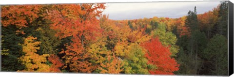 Framed Autumnal trees in a forest, Hiawatha National Forest, Upper Peninsula, Michigan, USA Print