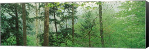 Framed Trees in spring forest, Turkey Run State Park, Parke County, Indiana, USA Print