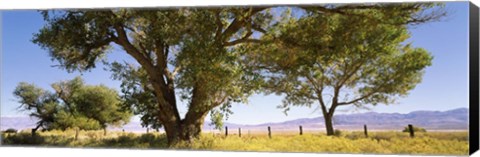 Framed Cottonwood trees in a field, Owens Valley, California, USA Print