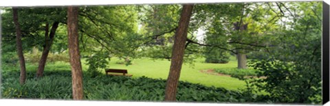 Framed Trees in a park, Adams Park, Wheaton, Illinois, USA Print