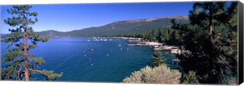 Framed Trees with lake in the background, Lake Tahoe, California, USA Print