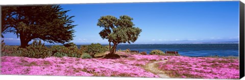 Framed Flowers on the beach, Pacific Grove, Monterey County, California, USA Print