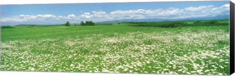 Framed Meadow flowers, Daisy field Print